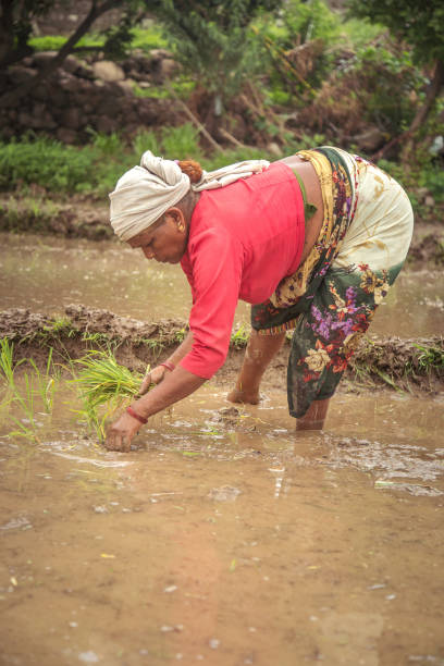 istock Women planting in rice paddy 1014805468