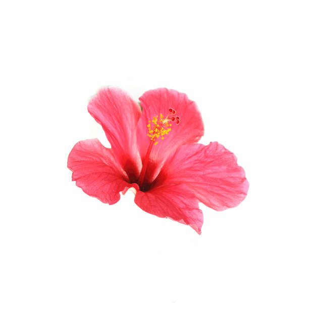 istock Flower hibiscus isolated on white background 1014805490
