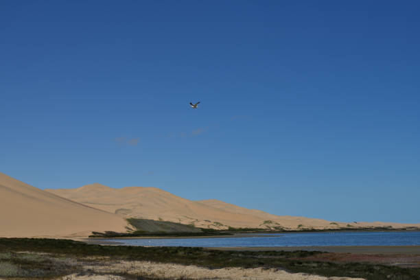 The sand dunes of the Namib desert are on the left. On the right of the photo is the blue bay of Sandwich Harbour lined by coastal vegetation. A seagull is seen in the distance at the centre of the photo.The photo was taken at Sandwich Harbour in the permit only part of the Namib Naukluft Park, Namibia. The area can only be accessed by 4-wheel drive vehicles. The photo was taken in February 2018.
