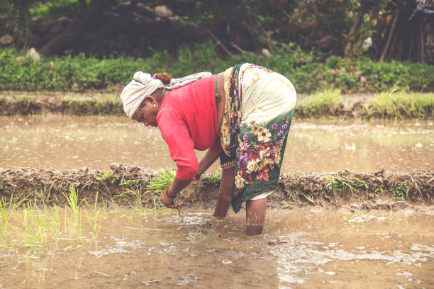 istock Women planting in rice paddy 1014806452