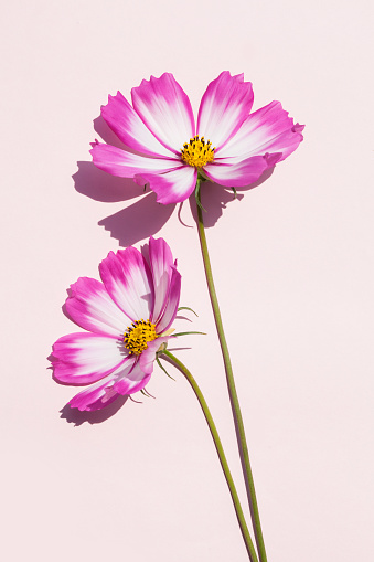 Cosmos Flower on pink background