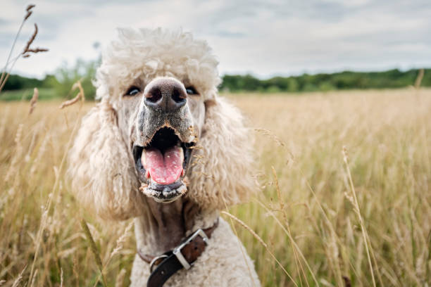 istock Close-up portrait of standard Poodle. 1014809598
