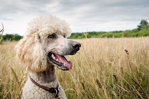 Close-up of female standard Poodle sitting in a filed whilst out for a country walk. Colour, horizontal with some copy space.