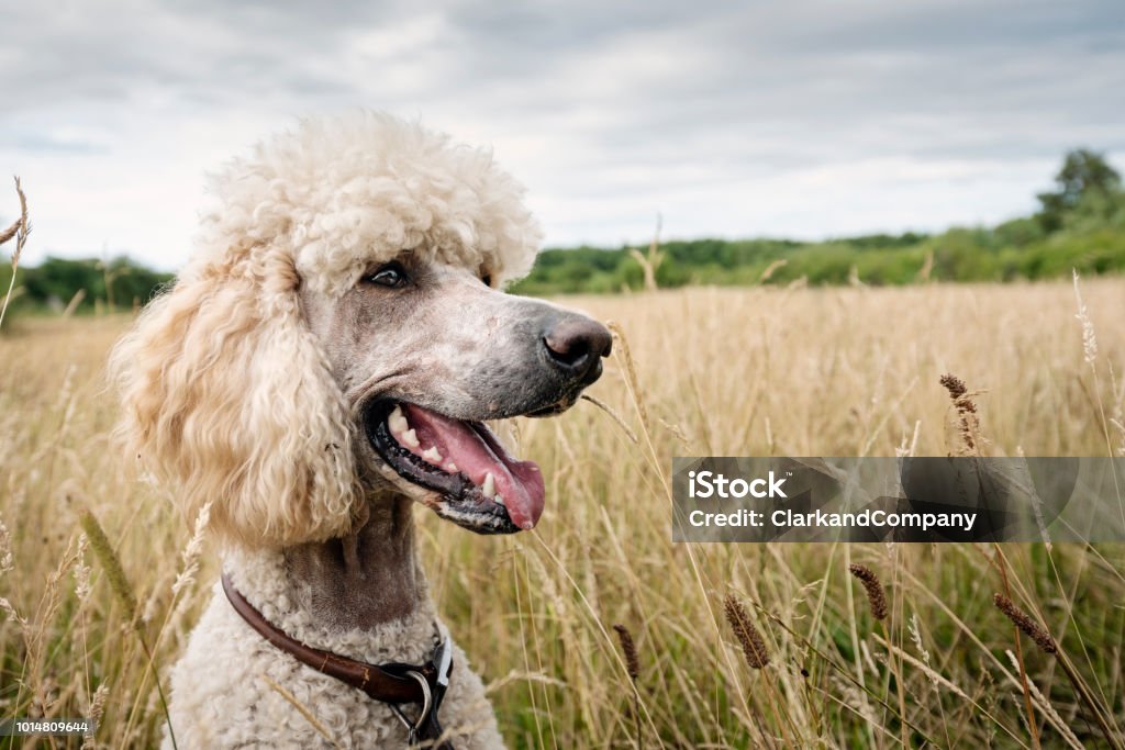 Close-up portrait of standard Poodle. Close-up of female standard Poodle sitting in a filed whilst out for a country walk. Colour, horizontal with some copy space. Standard Poodle Stock Photo