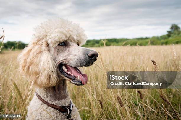 Closeup Portrait Of Standard Poodle Stock Photo - Download Image Now - Standard Poodle, Poodle, Veterinarian