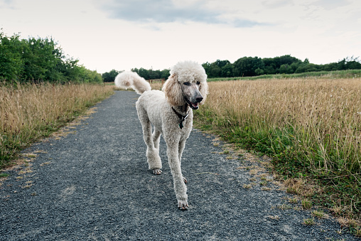 Portrait of female standard Poodle out for walk. Colour, horizontal with some copy space.