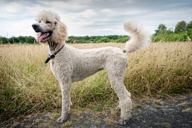 istock Portrait of standard Poodle out for walk. 1014809812