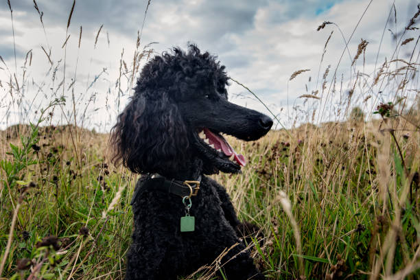 istock Portrait of standard Poodle sitting in some long grass. 1014809846