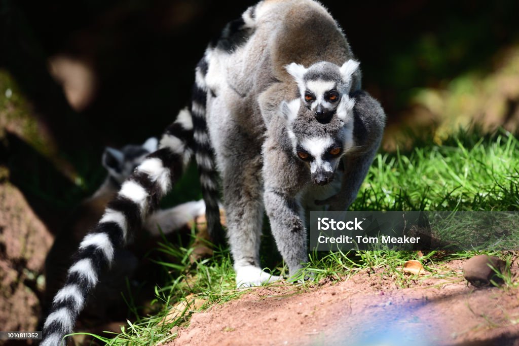 Ring tailed lemurs Close up of a ring tailed lemur (Lemur catta) with a baby lemur on it's back Animal Stock Photo