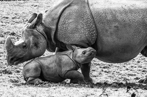 Mother Rhino looking after her new born baby