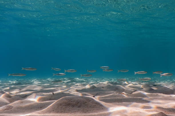 istock Sandy bottom, fish swimming underwater 1014817750