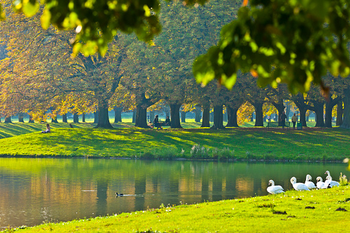 Cologne, Germany - September 01, 2011. The town forest of Cologne is one of the largest inner-city park resources in Europe. The town forest surrounds the whole town of Cologne. Especially in autumn the forest is very popular for every kind of outdoor activity like jogging or just having a break on a park bench. A flog of swans on the right side.