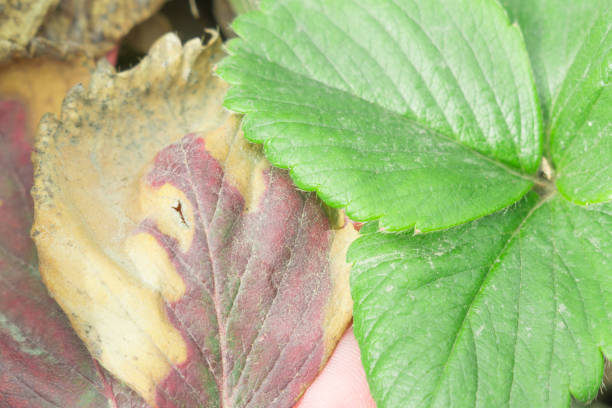 istock strawberry leaves infected 1014819116