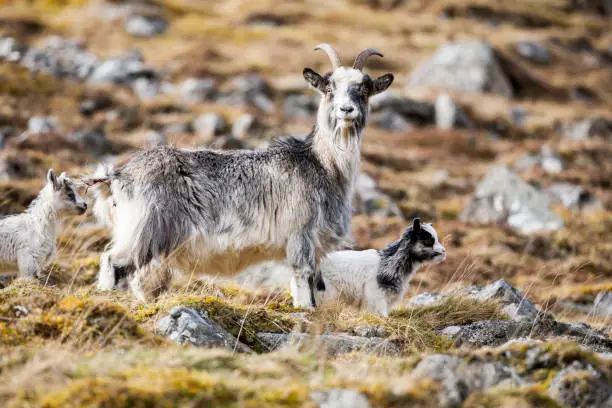 Photo of Feral Goat