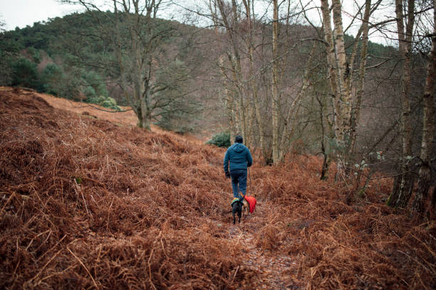 istock Man Walking Dogs at Christmas 1014821956