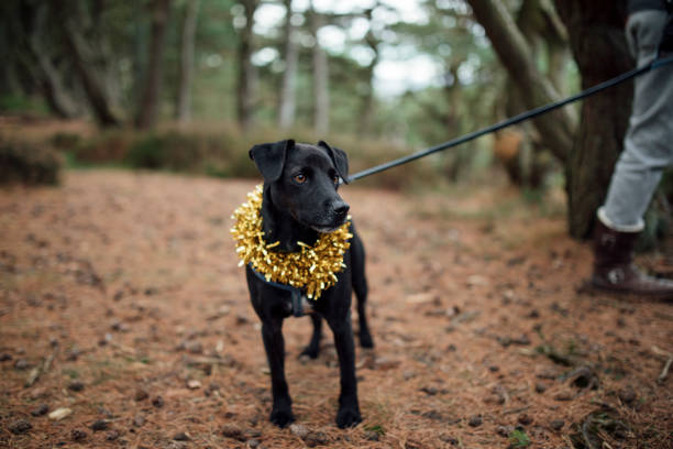 Terrier dog in the woodland while being walked at christmas.
