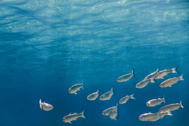 istock Fish School Underwater. Fishes underwater background. 1014822938