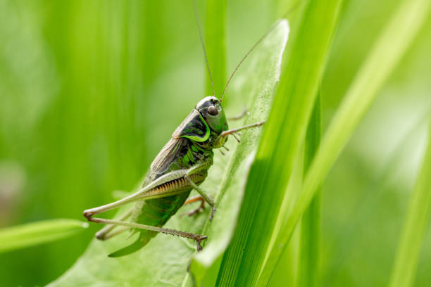 istock Grasshopper on the leaf of grass close up. 1014824666