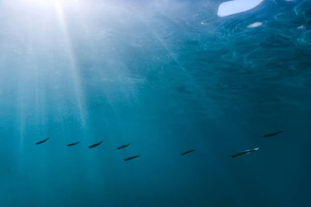 istock Underwater blue background water surface and fishes 1014827420