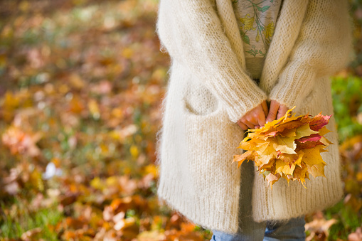 Closeup of woman's hands holding beautiful bunch of bright autumn maple tree leaves in the park on a sunny day.