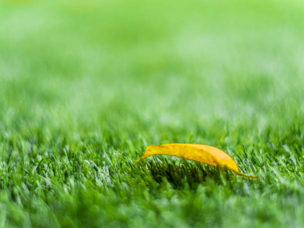 Texture of plastic artificial grass and the fall leaves by shallow depth of field