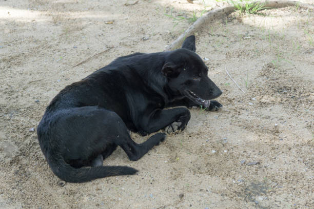 istock Homeless black dog on the floor 1014833938