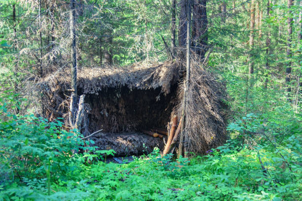 Forest shelter made from natural materials, hut in the forest
