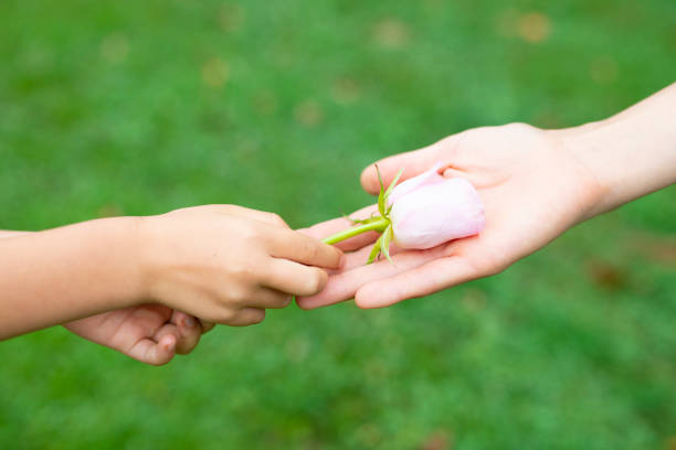 flowers white wild roses in female hands