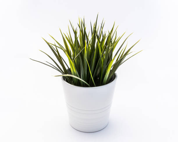 istock Green  plastic decorative flower in a white plastic pot is on a white background 1014834666