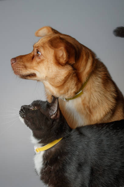 istock Dog and cat are playing on white background 1014834958