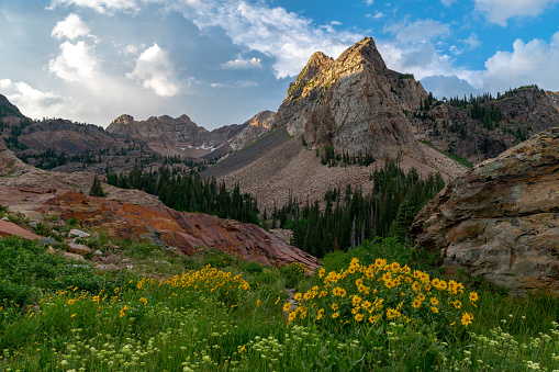 Sun breaking through clouds on Sundial Peak with wildflowers. Can evoke emotions of tranquility, peace, and awe