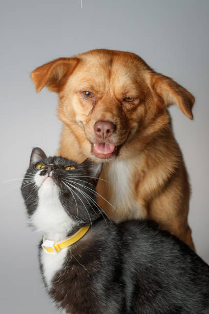 istock Dog and cat are playing on white background 1014835186