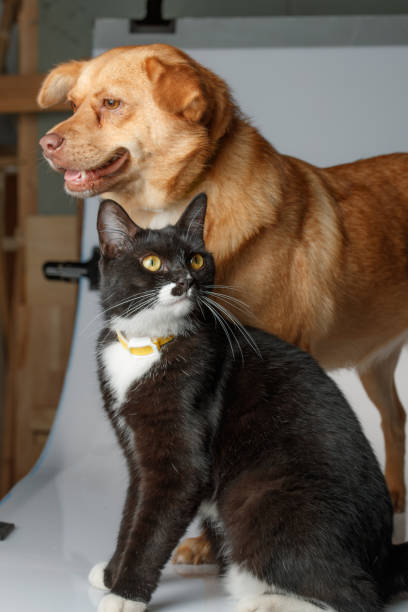 istock Dog and cat are playing on white background 1014835212