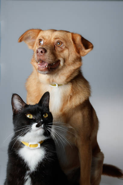 Cão e gato estão jogando no fundo branco - foto de acervo