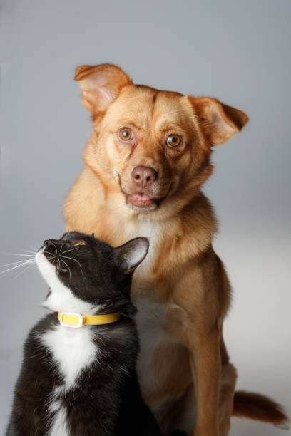 Cão e gato estão jogando no fundo branco - foto de acervo