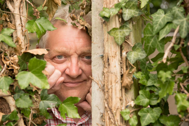 성숙한 남자는 담 쟁이 식물을 통해 감시 - nosy 뉴스 사진 이미지