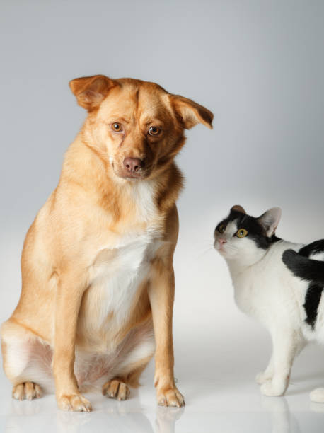 istock Dog and cat are playing on white background 1014837770