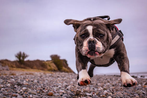 istock Old English Bulldog on the beach 1014843258
