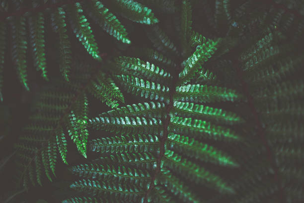 istock Green fern in dark light 1014843732