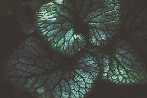 istock Green plant in dark 1014846354