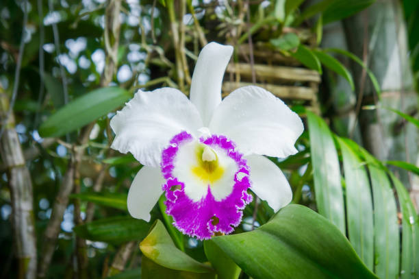 flores blancas o flores cattaleya orquídea florece en el fondo del jardín de naturaleza - cattaleya fotografías e imágenes de stock