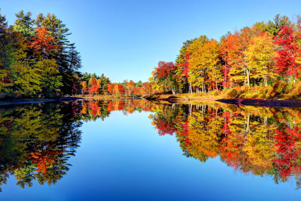 folhagem de outono na região de new hampshire, o monadnock - flowing nature leaf tree - fotografias e filmes do acervo