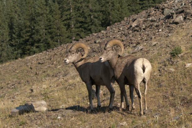istock Rocky Mountain sheep rams on slope in Alberta 1014851422