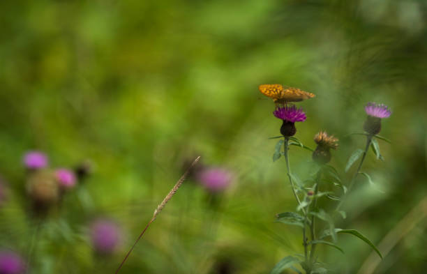 istock A silver washed fritillary lands on a flower 1014851656