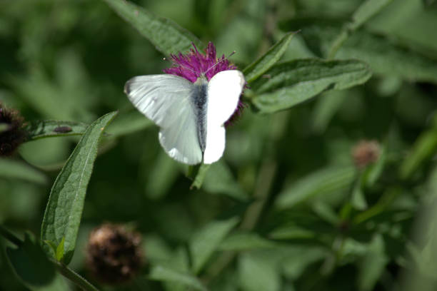 istock White butterfly pollinating knapweed flower 1014852026