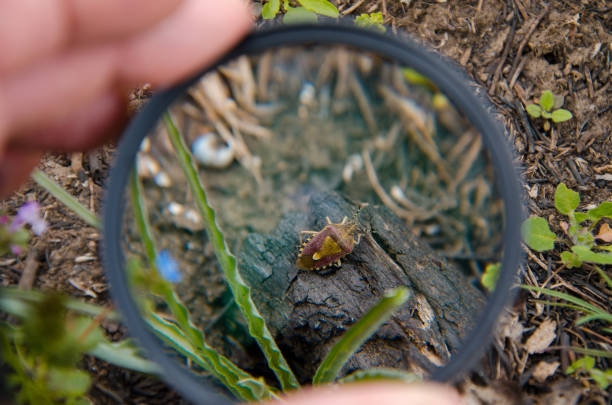 istock insect in the wild through a magnifying glass 1014858358