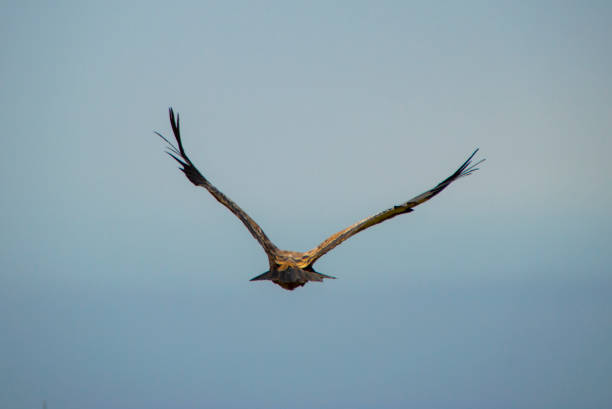 istock Flying falcon-bird on the blue sky 1014861170