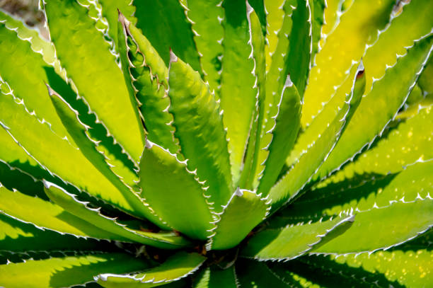 istock Tropical plant with green sword-leaves close up 1014861196