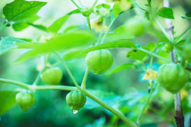 istock Physalis angulata in the garden 1014875862