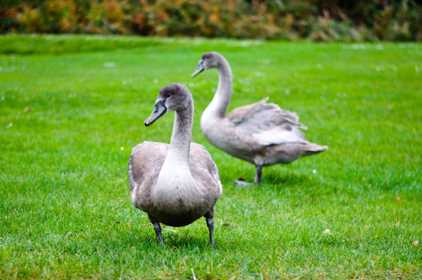 istock Out in the field 1014876988